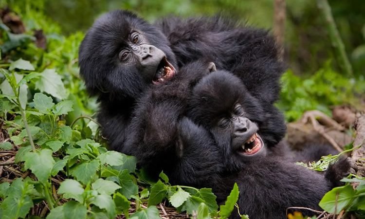 Wildlife and Gorilla Trekking Safaris in Uganda