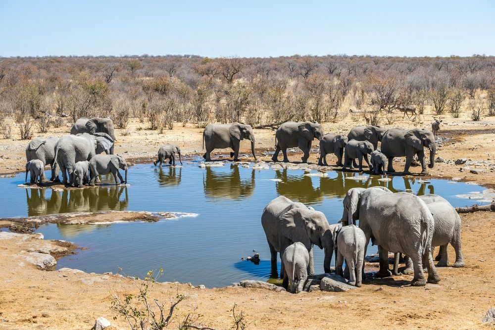 Etosha National Park